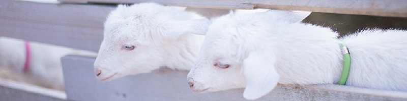 �Y�_�p�b�N���e���f�V�J tendicica���T�C�g